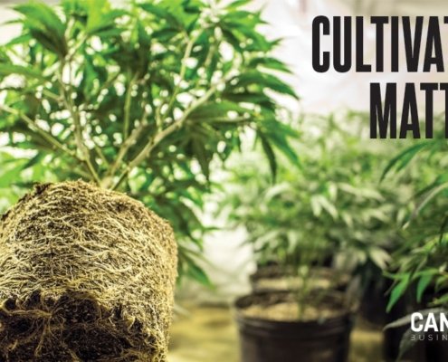 balancing-root-zone-ph-in-cannabis-cultivation-|-how-to-order-skittles-moonrock-online