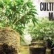 balancing-root-zone-ph-in-cannabis-cultivation-|-how-to-order-skittles-moonrock-online
