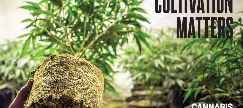 balancing-root-zone-ph-in-cannabis-cultivation-|-how-to-order-skittles-moonrock-online