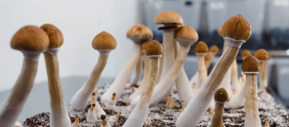 new-mexico-moves-forward-with-psilocybin-law-|-how-to-order-skittles-moonrock-online
