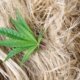 report:-texas-hemp-market-tops-$10m-as-senate-ban-advances-|-where-to-buy-skittles-moonrock-online