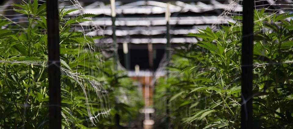 verano-secures-$12m-loan-from-rainbow-realty-group-|-where-to-order-skittles-moonrock-online