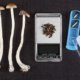new-mexico-governor-signs-off-on-medical-psilocybin-act-|-where-to-order-skittles-moonrock-online