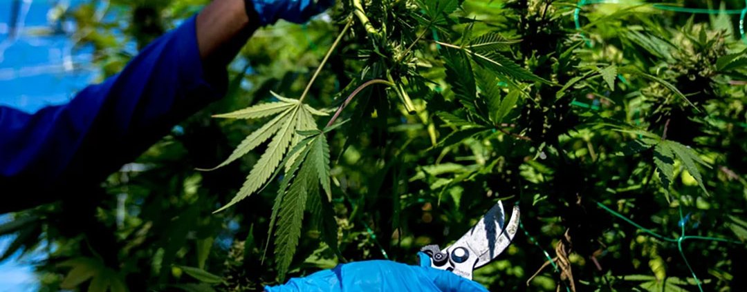 michigan’s-marijuana-price-collapse-slows-as-sales-rebound-|-how-to-buy-skittles-moonrock-online