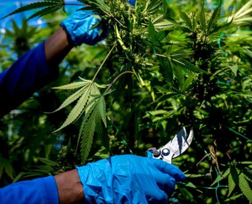 michigan’s-marijuana-price-collapse-slows-as-sales-rebound-|-how-to-buy-skittles-moonrock-online