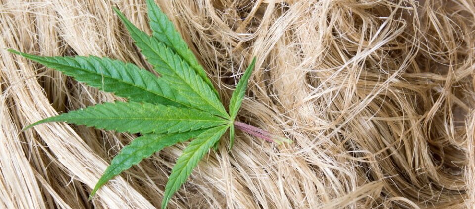 regulatory-chaos-threatens-us-hemp-industry-|-how-to-order-skittles-moonrock-online