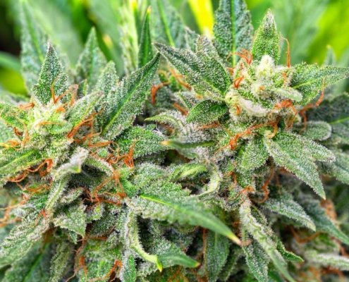 17-lessons-learned-in-commercial-cannabis-cultivation-|-how-to-order-skittles-moonrock-online