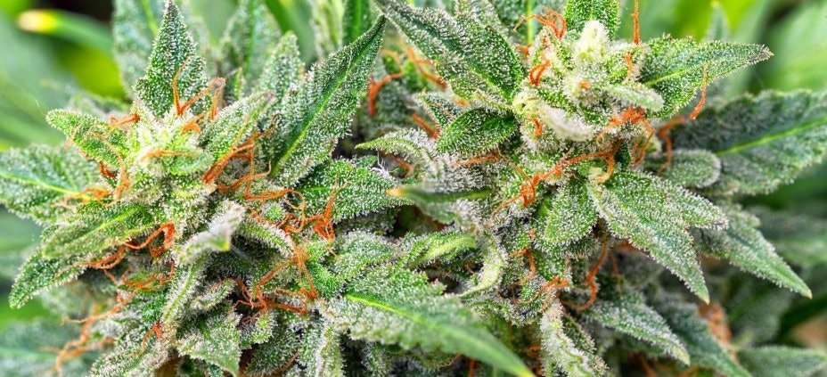 17-lessons-learned-in-commercial-cannabis-cultivation-|-how-to-order-skittles-moonrock-online