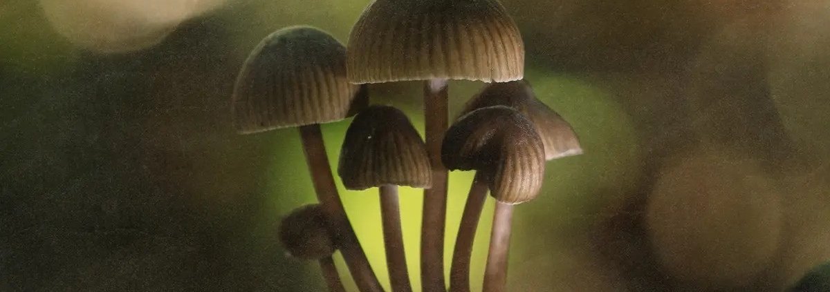 colorado-psychedelics-program-primed-for-launch-–-ganjapreneur-|-how-to-buy-skittles-moonrock-online