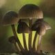 colorado-psychedelics-program-primed-for-launch-–-ganjapreneur-|-how-to-buy-skittles-moonrock-online