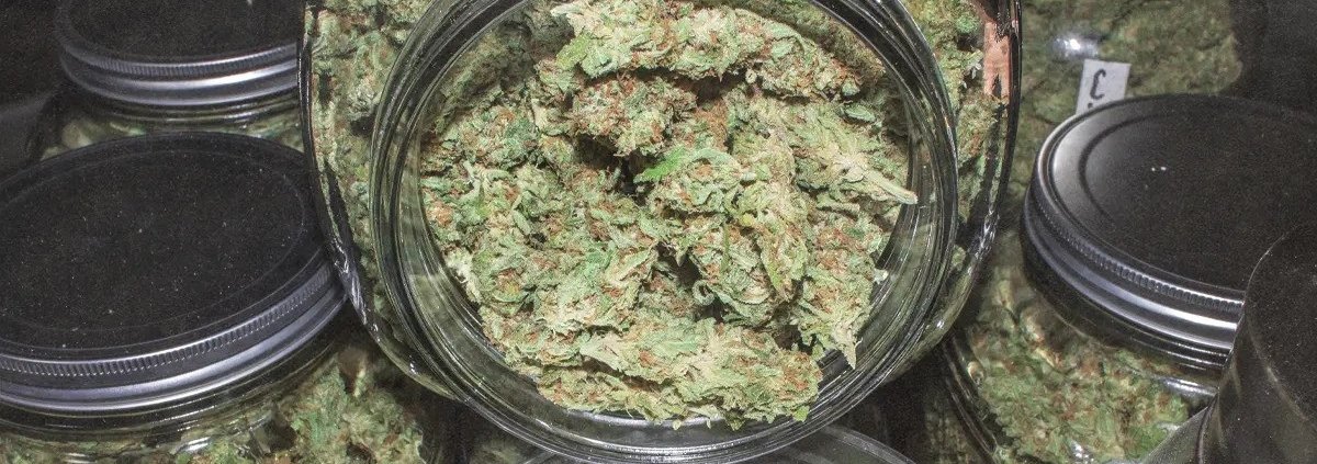 ohio-raises-cannabis-purchasing-limit-–-ganjapreneur-|-how-to-buy-skittles-moonrock-online