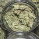 ohio-raises-cannabis-purchasing-limit-–-ganjapreneur-|-how-to-buy-skittles-moonrock-online