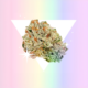 what-is-leafly’s-queer-staff-smoking-this-pride?-|-how-to-buy-skittles-moonrock-online