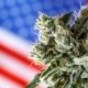 dea-provides-no-cannabis-rescheduling-update-after-180-days-|-how-to-buy-skittles-moonrock-online