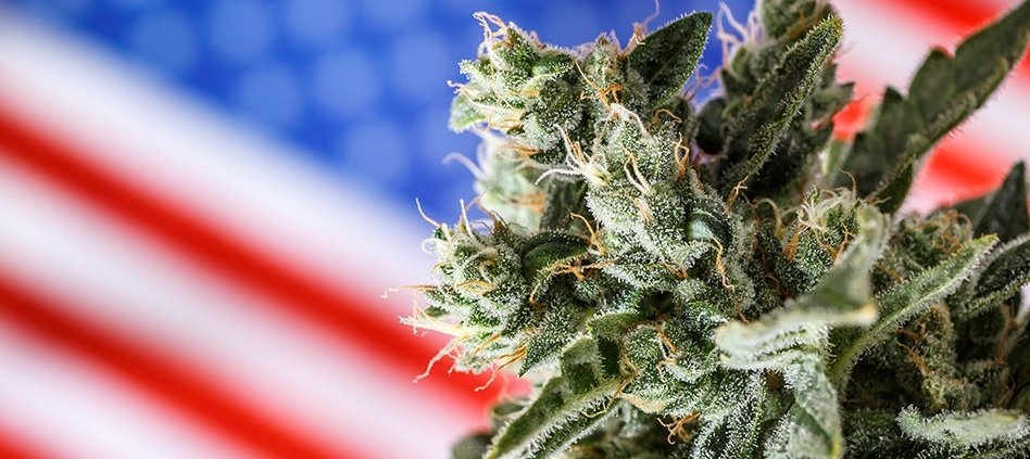 dea-provides-no-cannabis-rescheduling-update-after-180-days-|-how-to-buy-skittles-moonrock-online