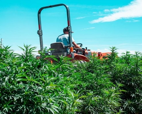 us-lawmakers-advance-bill-to-ban-hemp-products-with-thc-|-how-to-buy-skittles-moonrock-online