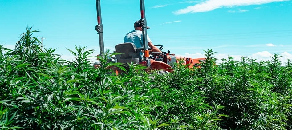 us-lawmakers-advance-bill-to-ban-hemp-products-with-thc-|-how-to-buy-skittles-moonrock-online