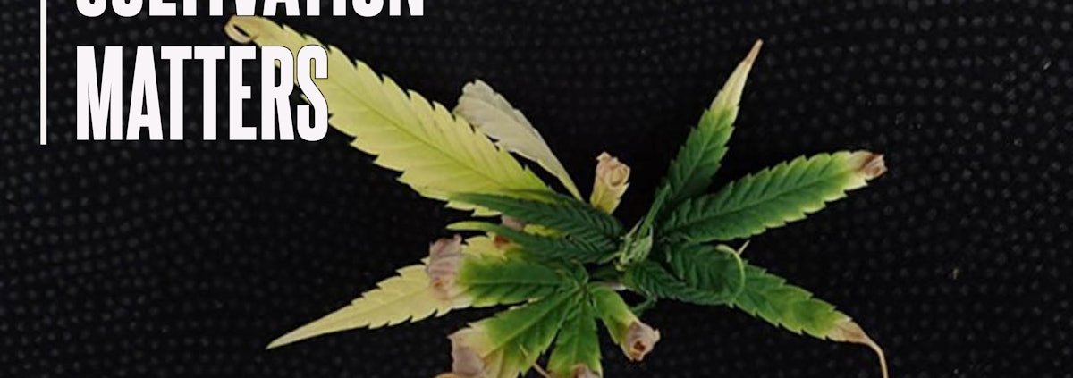feel-the-(cannabis-leaf-margin)-burn-|-how-to-buy-skittles-moonrock-online