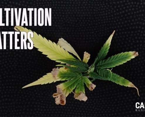 feel-the-(cannabis-leaf-margin)-burn-|-how-to-buy-skittles-moonrock-online