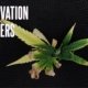 feel-the-(cannabis-leaf-margin)-burn-|-how-to-buy-skittles-moonrock-online