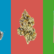 the-best-weed-products-of-summer-2025-|-how-to-buy-skittles-moonrock-online