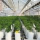 15-plant-centric-tips-for-commercial-cannabis-cultivation-|-how-to-order-skittles-moonrock-online