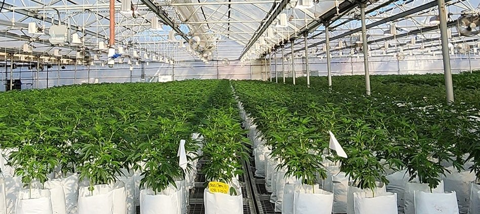 15-plant-centric-tips-for-commercial-cannabis-cultivation-|-how-to-order-skittles-moonrock-online