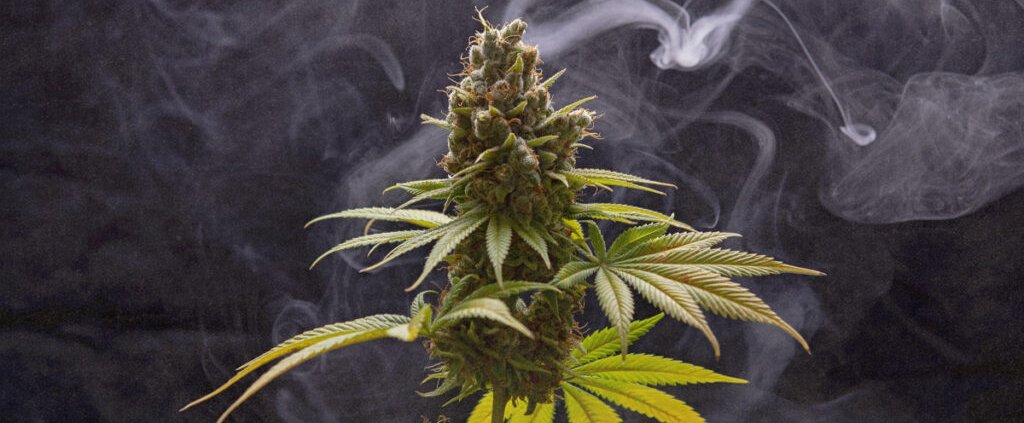 c-|-how-to-buy-skittles-moonrock-online