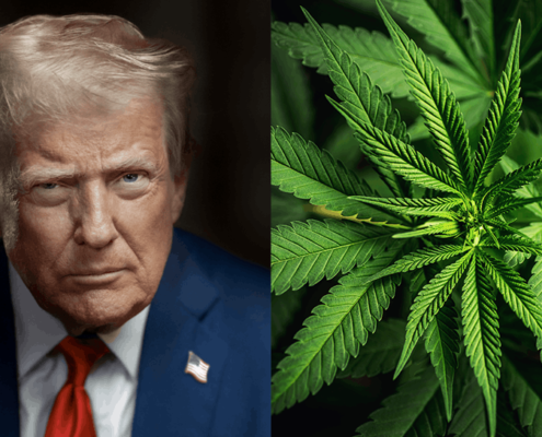 9-us-lawmakers-urge-trump-to-reject-cannabis-rescheduling-|-how-to-buy-skittles-moonrock-online