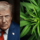 9-us-lawmakers-urge-trump-to-reject-cannabis-rescheduling-|-how-to-buy-skittles-moonrock-online
