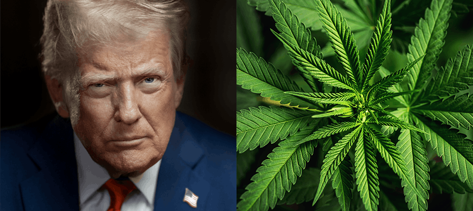 9-us-lawmakers-urge-trump-to-reject-cannabis-rescheduling-|-how-to-buy-skittles-moonrock-online