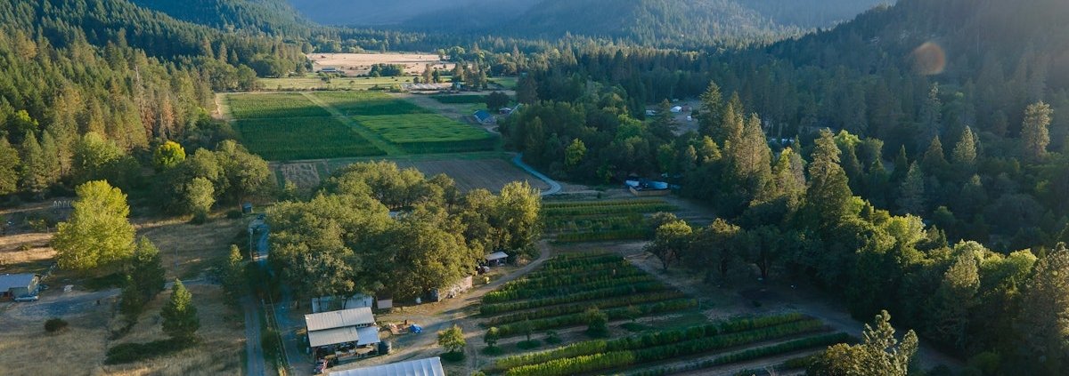 how-to-protect-your-outdoor-cannabis-crops-from-pests-|-how-to-buy-skittles-moonrock-online