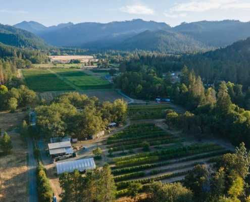 how-to-protect-your-outdoor-cannabis-crops-from-pests-|-how-to-buy-skittles-moonrock-online