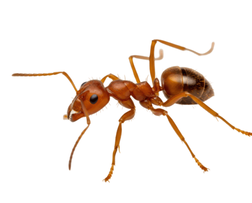 red-imported-fire-ants-ravage-south-carolina-hemp-crop-|-how-to-buy-skittles-moonrock-online