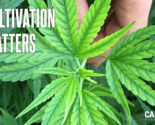 steel-your-cannabis-crops-against-iron-deficiency-|-how-to-buy-skittles-moonrock-online