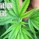 steel-your-cannabis-crops-against-iron-deficiency-|-how-to-buy-skittles-moonrock-online