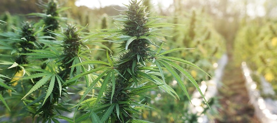 oklahoma’s-2026-cannabis-legalization-hopes-end-short-|-where-to-order-skittles-moonrock-online