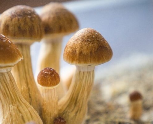 c-|-how-to-buy-skittles-moonrock-online