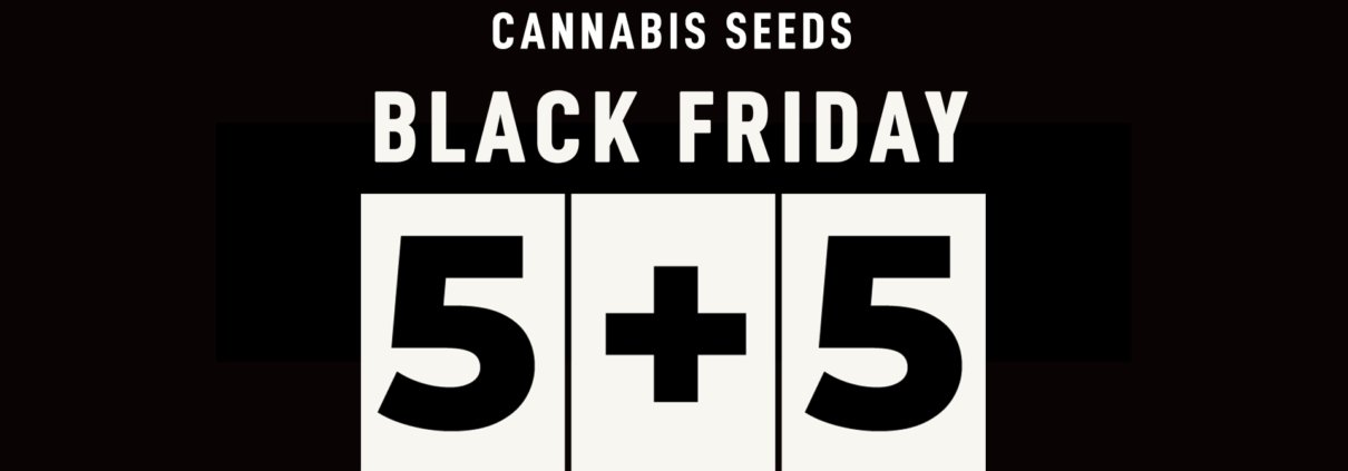 take-black-friday-to-a-whole-new-level-with-fast-buds-|-how-to-buy-skittles-moonrock-online