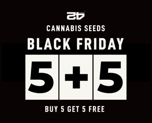 take-black-friday-to-a-whole-new-level-with-fast-buds-|-how-to-buy-skittles-moonrock-online