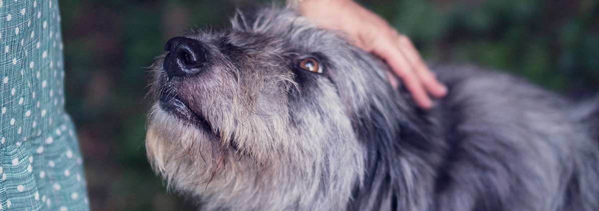 c-|-how-to-order-skittles-moonrock-online