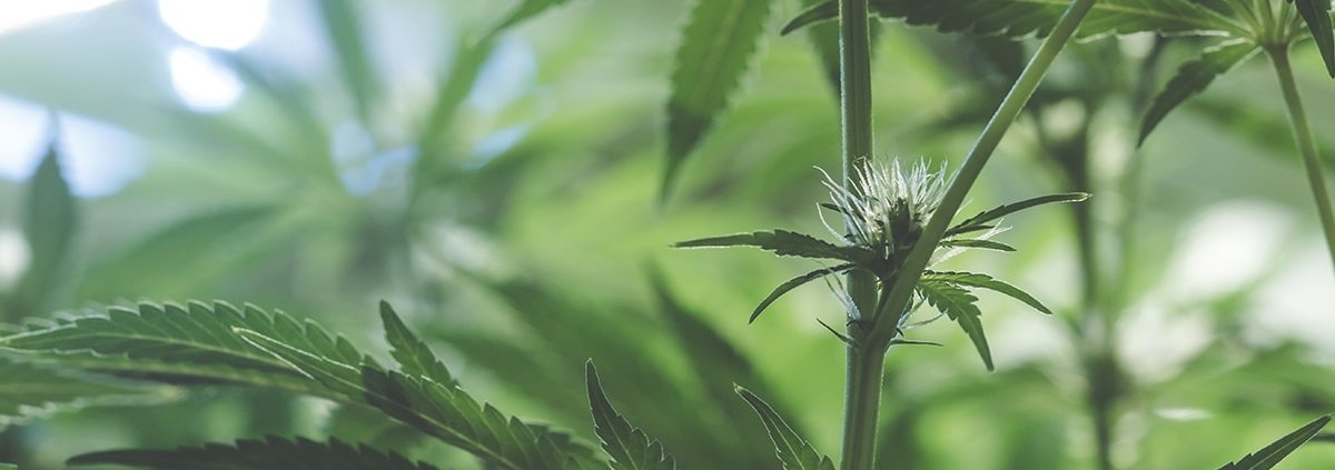 c-|-how-to-order-skittles-moonrock-online