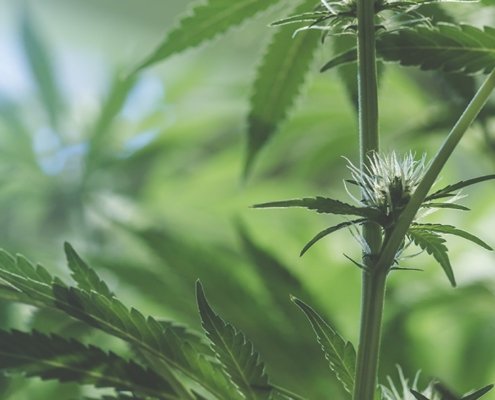 c-|-how-to-order-skittles-moonrock-online