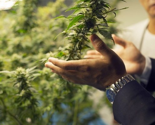 c-|-how-to-buy-skittles-moonrock-online