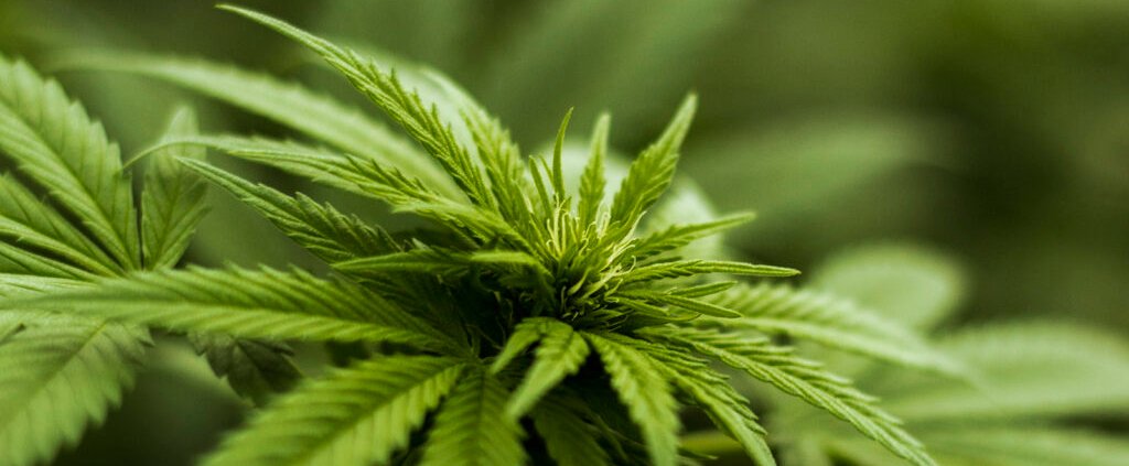 c-|-where-to-buy-skittles-moonrock-online