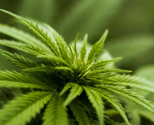 c-|-where-to-buy-skittles-moonrock-online