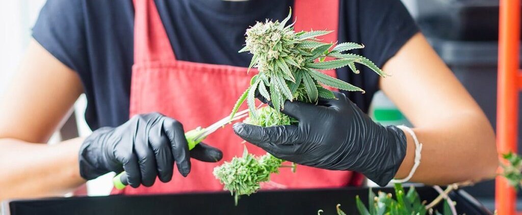 c-|-how-to-order-skittles-moonrock-online