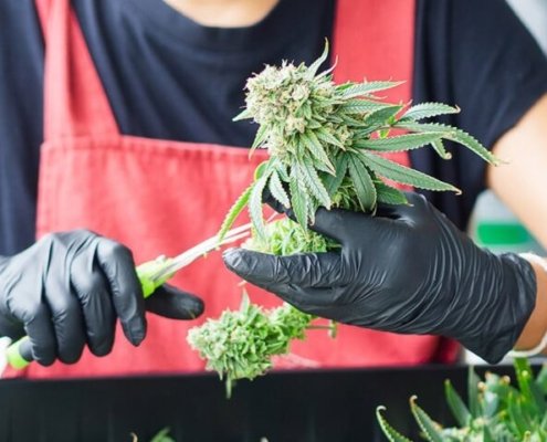 c-|-how-to-order-skittles-moonrock-online