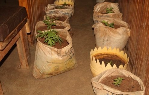 kenyan-court-–-cannabis-vs-roses-|-cannabis-law-report-|-where-to-buy-skittles-moonrock-online