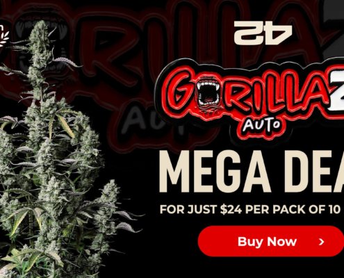 a-once-in-a-lifetime-420-opportunity-from-fast-buds-|-where-to-buy-skittles-moonrock-online